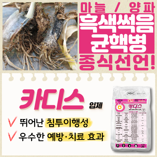 마늘 양파 흑색썩음균핵병 종식 선언